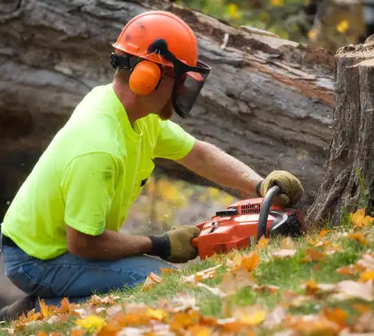 tree services Lakeshore